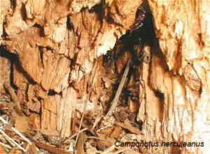 Formica del legno